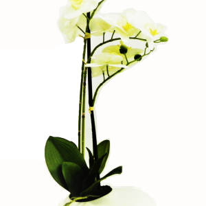 White Orchid (Flo200)