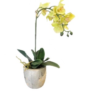 Lime Green Orchid (FLO213)
