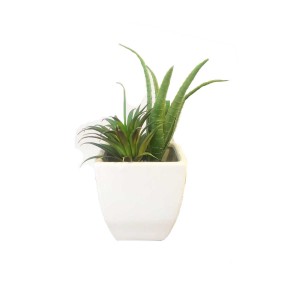 Cactus (FLO218)