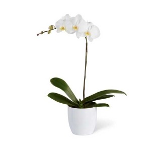 White Orchid w/ White Base (FLO224)