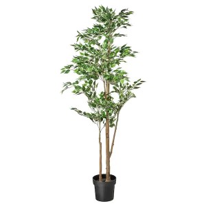 Tall Tree (FLO313)